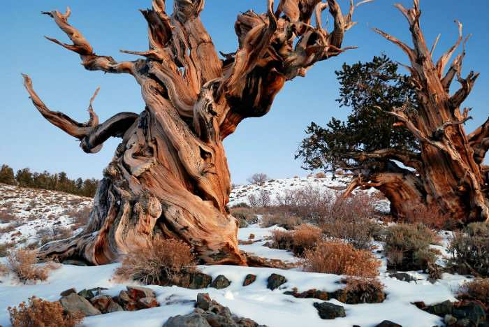 أقدم 10 اشجار لا زالت على قيد الحياة في العالم