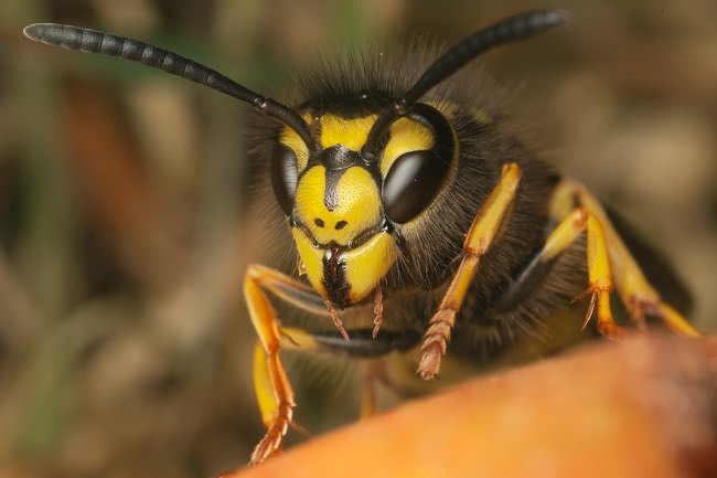 اخطر 10 حشرات في العالم