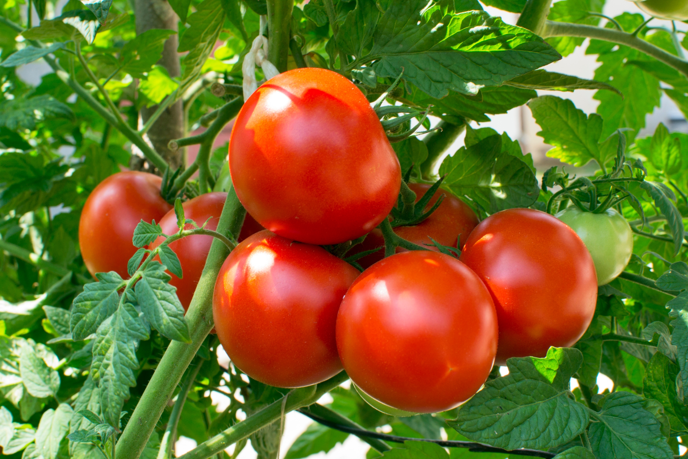 طماطم فوائد الطماطم