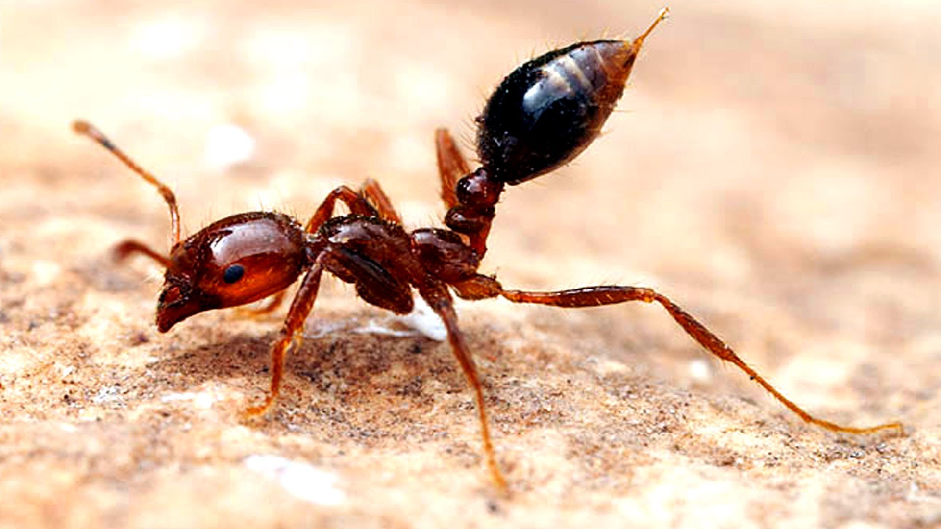 أخطر 10 أنواع من النمل في العالم