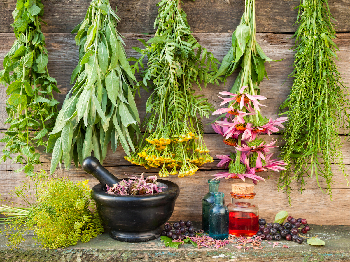 أفضل 10 أعشاب طبية