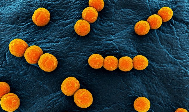 اهم 10 أنواع من البكتيريا التي لا نستطيع العيش من دونها