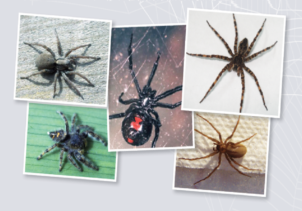 عشرة من اخطر انواع العناكب في العالم التي يمكن التعرف عليها